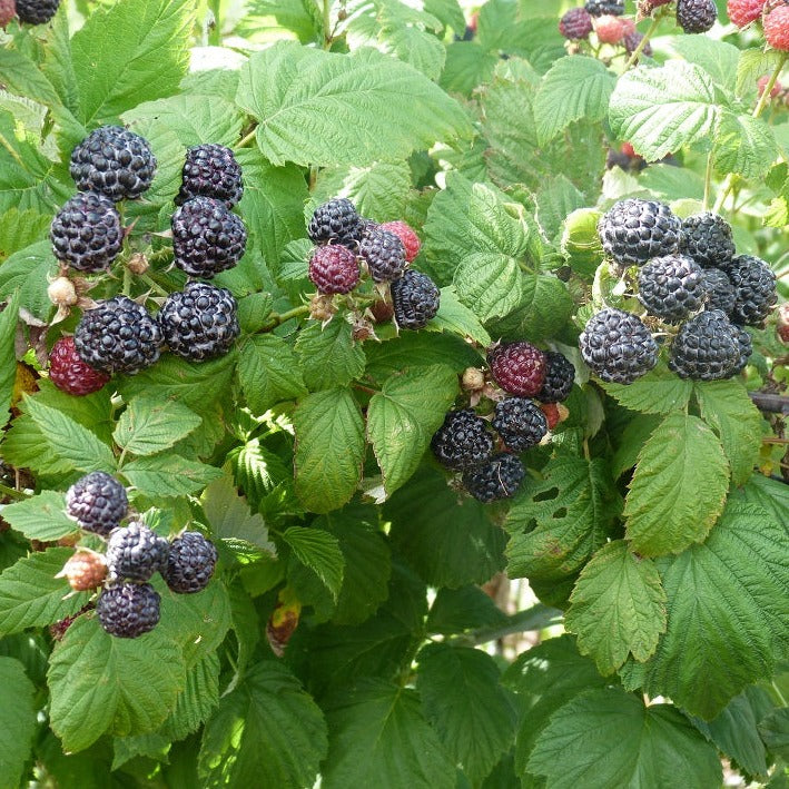 Bristol Black Raspberry Plant