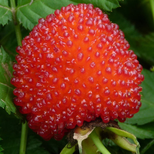 zemeņavene Rubus illecebrosus stāds